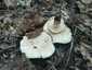 Májusi pereszke (Calocybe gambosa), Budai-hegység